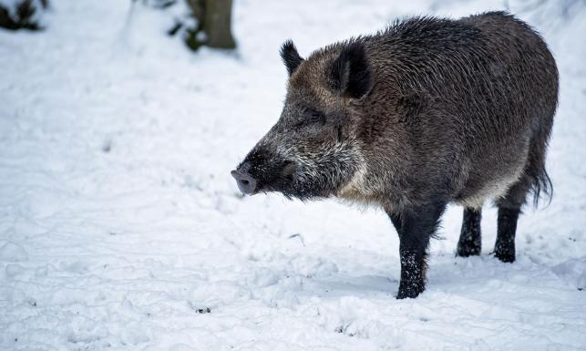 Posłowie PO apelują do prezesa PiS o wstrzymanie