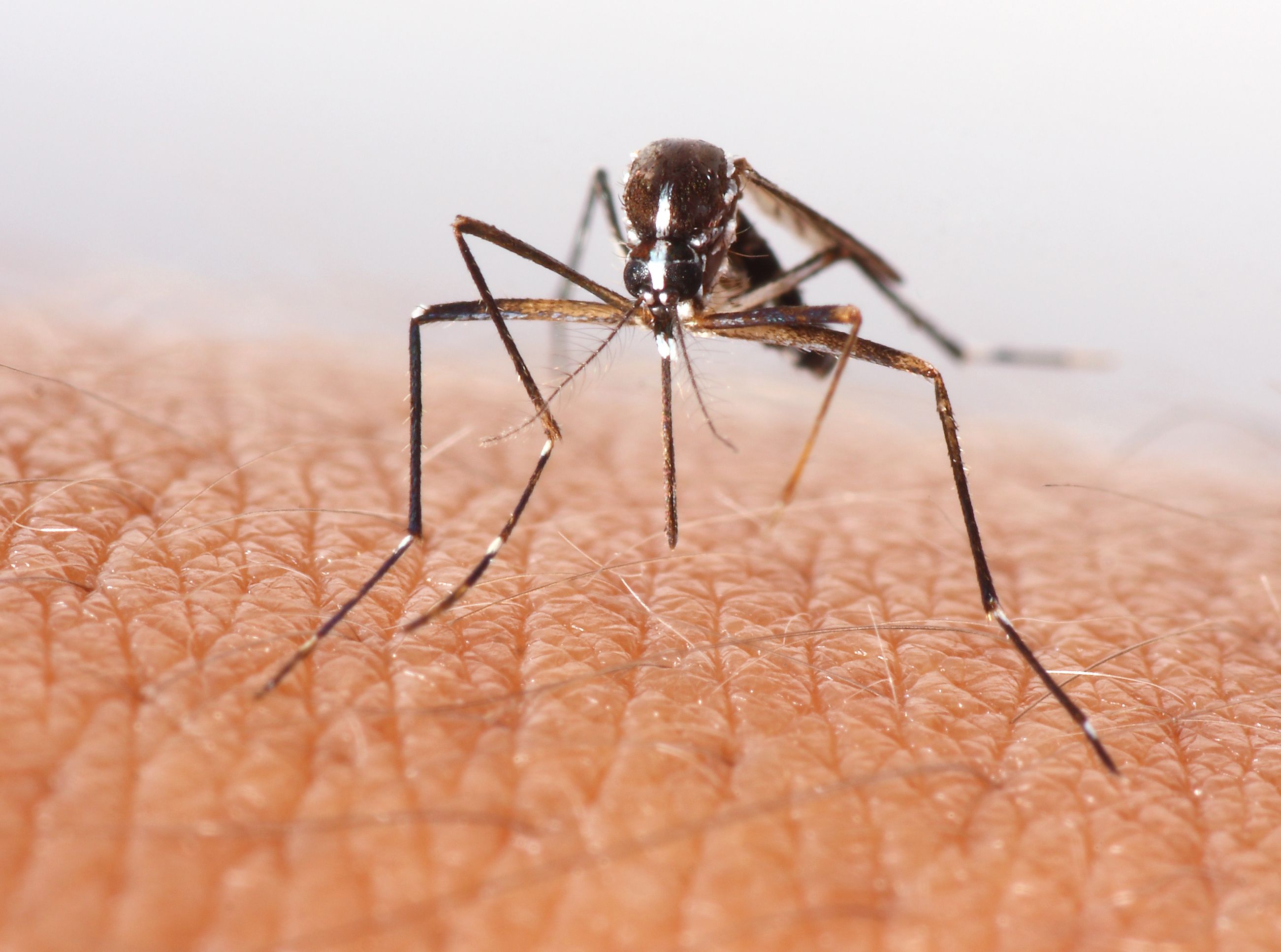 Chikungunya: groźna choroba z tropików. Czy warto się zaszczepić?