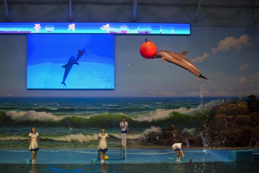 Pokaz w delfinarium
